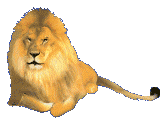 Lion Left
