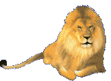 Lion Right